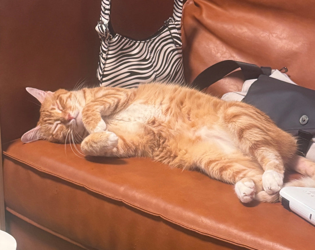 The "3-Cat Rule": Why We Obsess Over Pet Safe Essential Oils