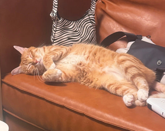 The "3-Cat Rule": Why We Obsess Over Pet Safe Essential Oils