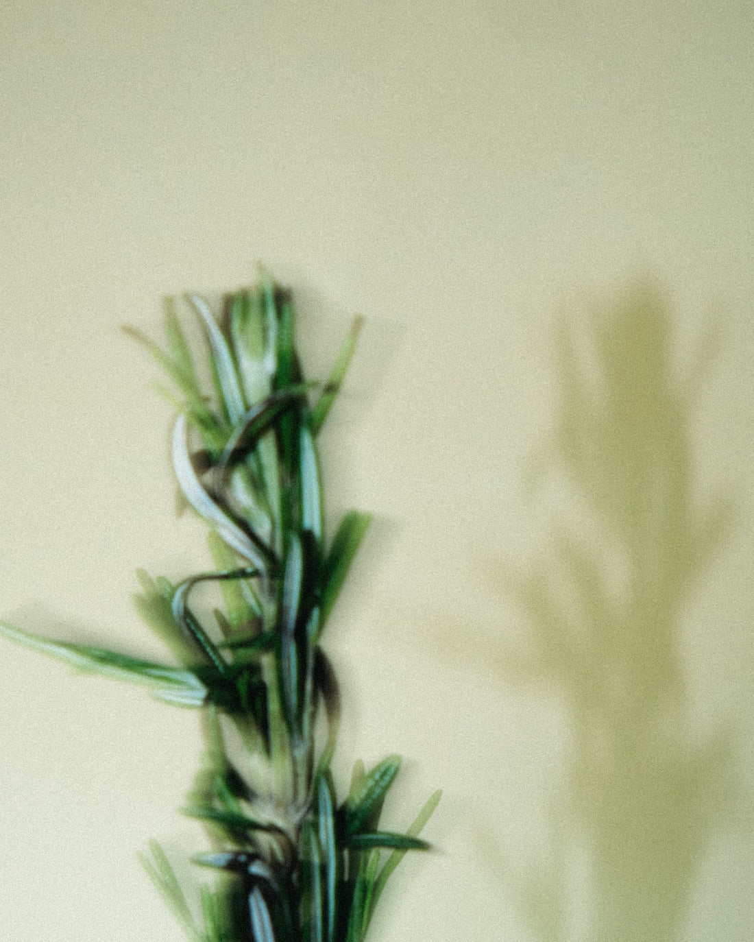 The Healing Power of Cedarwood: Nature's Gift for Mind, Body, and Culture