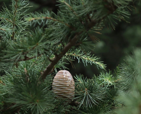 The Healing Power of Cedarwood: Nature's Gift for Mind, Body, and Culture