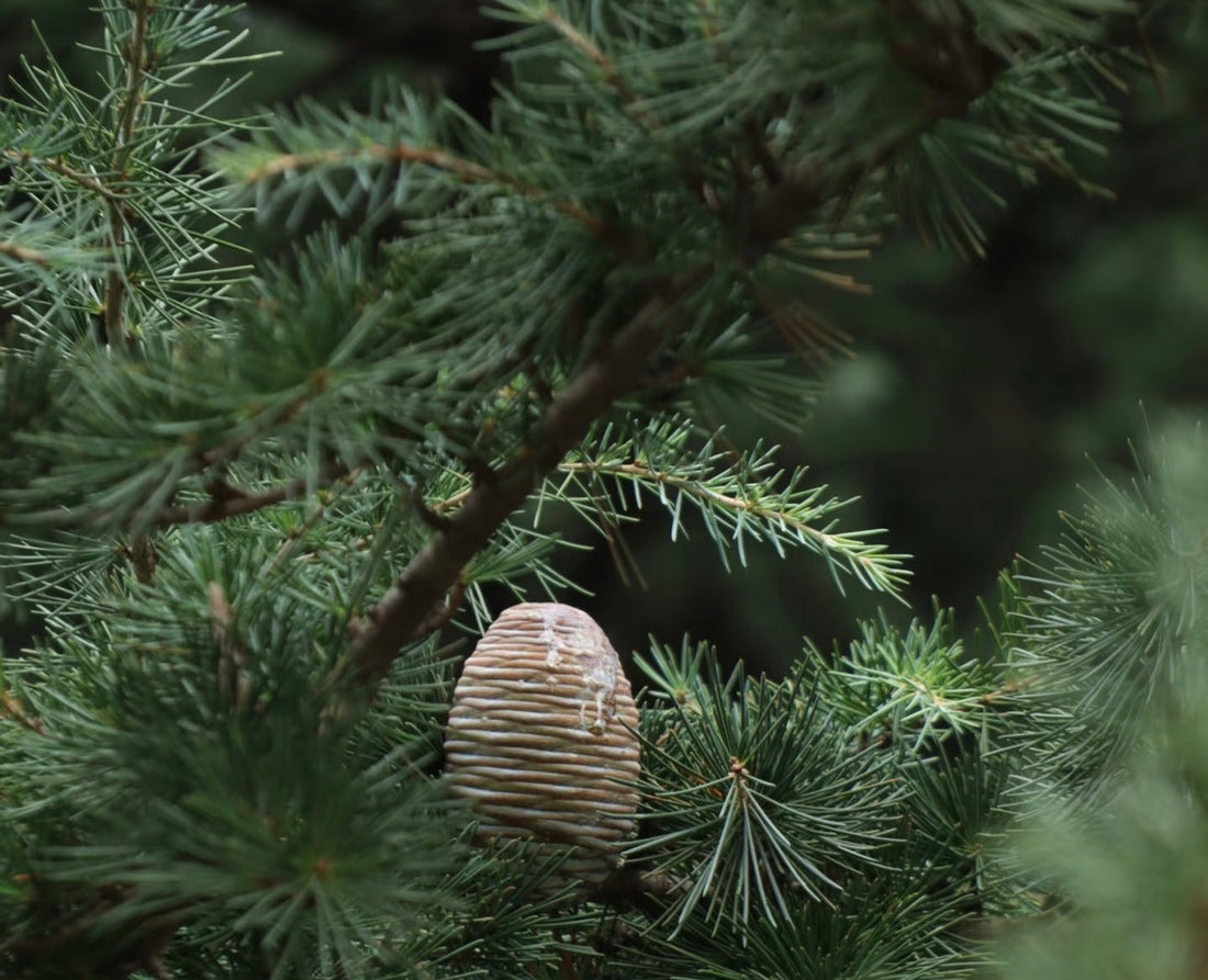 The Healing Power of Cedarwood: Nature's Gift for Mind, Body, and Culture